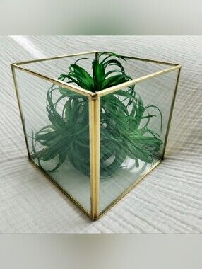 Gold Glass Terrarium with Green Faux Air Plant